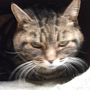 Saba