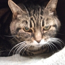Saba
