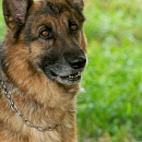 Goliath