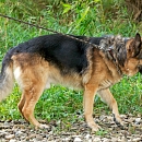 Goliath