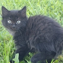 Tasha