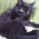 Tasha