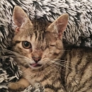Bowie