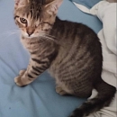 Bowie