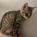 Bowie