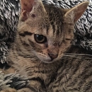 Bowie