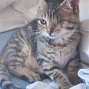 Bowie