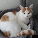 Mogli