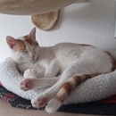 Mogli