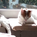 Mogli