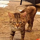 Diego