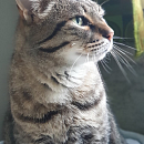 Filou