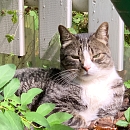 Julio