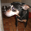 Bijou