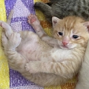 Chico