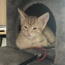 Chico