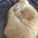 Chico