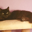 Buffy