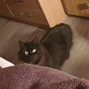 Buffy