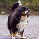 Orso