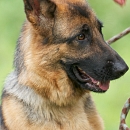 Nala