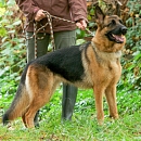 Nala