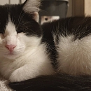 Nala