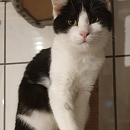 Nala