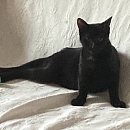 Pele