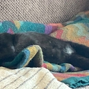 Pele