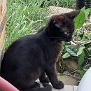 Nina