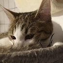 Mimi