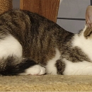 Mimi