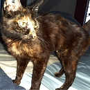 Lili