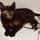 Lili