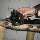 Timmi