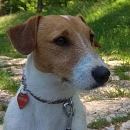 Milo