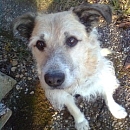 Max (Struppi)