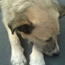 Max (Struppi)