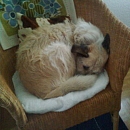 Max (Struppi)