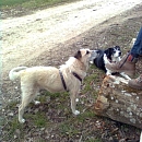 Max (Struppi)
