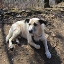 Max (Struppi)