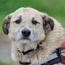 Max (Struppi)