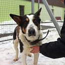 Zippo (Jonas)