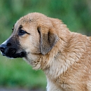 Niro