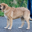 Niro