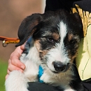 Linus