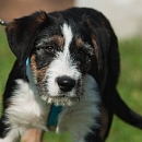 Linus