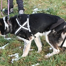 Balou