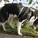 Balou